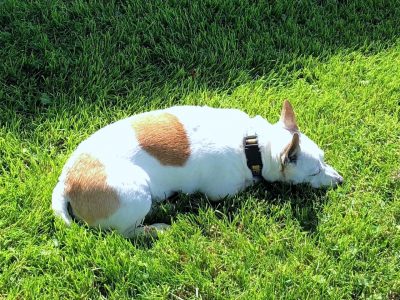 dog-sleeping-positions